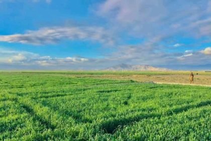 درگیری کوچی‎ها با مردم بومی در استان پروان