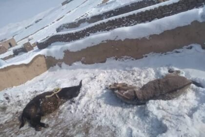 سردی هوا جان بیش از هشت هزار راس مواشی را در استان بلخ گرفته‌است