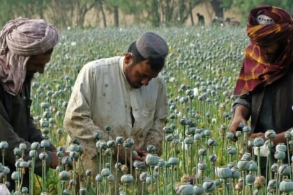ملل متحد: قیمت تریاک در افغانستان ده برابر افزایش یافته است